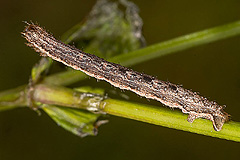 X. quadrifasiata
