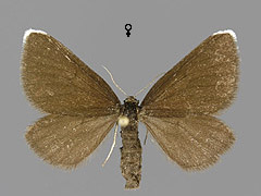 O. atrata