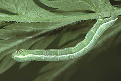 O. atrata