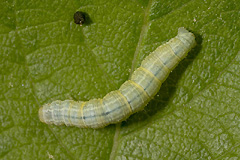 O. brumata