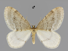 O. fagata 