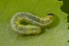 O. fagata 