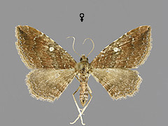 O. obstipatum