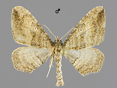 O. obstipatum