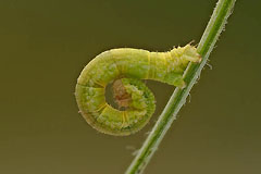 O. obstipatum