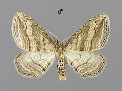 O. vittatum