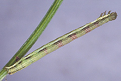 O. vittatum