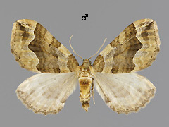P. comitata