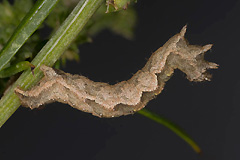 P. comitata
