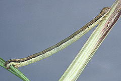 T. virgata