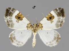 P. rubiginata