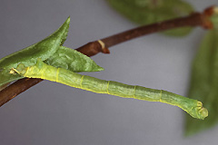 P. rubiginata
