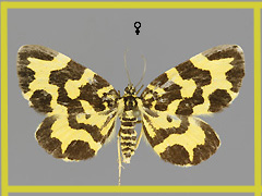 P. coloraria