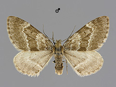 P. sabini