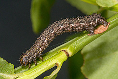 P. sabini