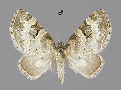 P. sexalata