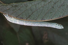 P. sexalata