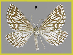 S. decussata