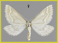 S. nubilaria