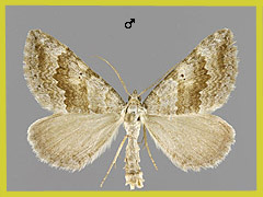 S. bipunctaria