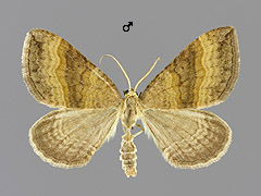 S. chenopodiata
