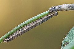 S. chenopodiata