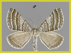 S. coarctaria