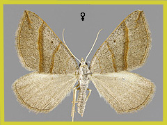 S. luridata