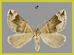S. moeniata