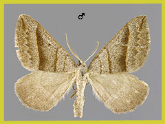 S. mucronata