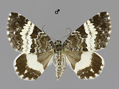 S. luctuata