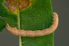 S. luctuata