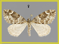 T. britannica