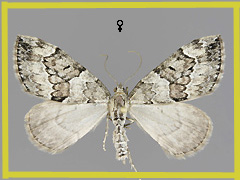 T. cembrae