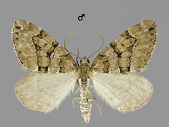T. cognata