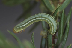 T. cognata