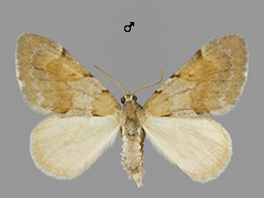 P. firmata