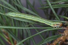 T. firmata