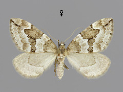 T. juniperata