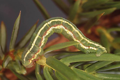 T. juniperata