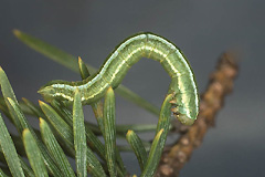 T. obeliscata