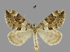 T. variata