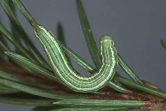 T. variata