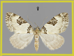 T. vetustata