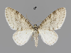 T. carpinata