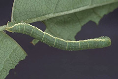 T. carpinata