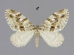 T. polycommata