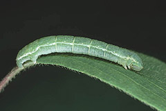 T. polycommata