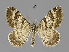 X. abrasaria