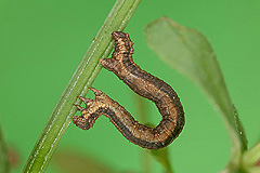 X. abrasaria